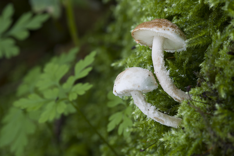 Cystolepiota hetieri